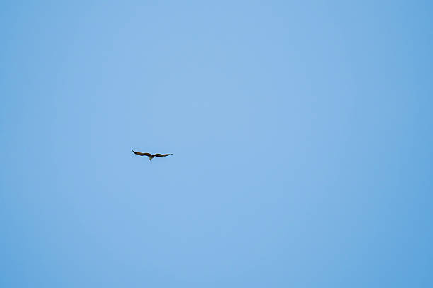 istock Brahminy Kite (Haliastur indus) flying in the blue sky. Eagle bird flight and soars with wings spread 2237476062