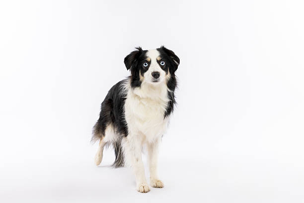 Cowboy, a nine-year-old Australian Shepherd, is pictured in front of a fireplace, Dec. 27, 2017, in Coden, Alabama.