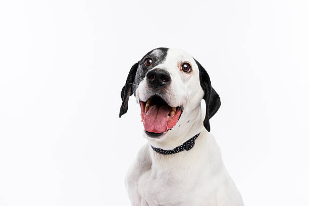 istock Happy Black and White Dog on White Background 2237476437