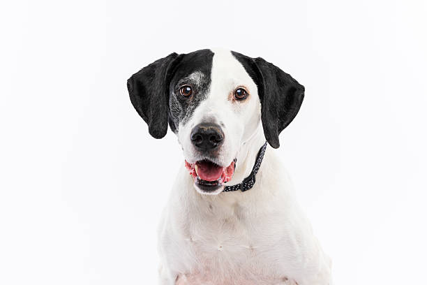 istock Smiling Black and White Dog on White Background 2237476442