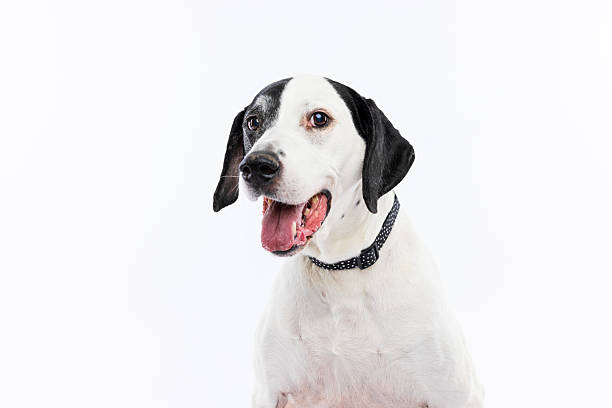 istock Black and White Dog Close-Up on White Background 2237476446