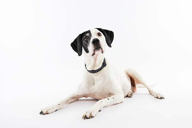 istock Black and White Dog Lying on White Background 2237476453