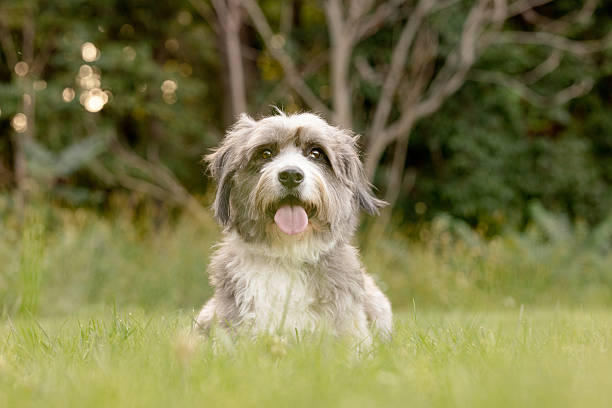 istock Gray and White Dog Lying in Grass 2237477064