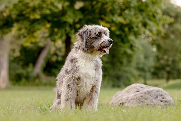 istock Fluffy Gray Dog Sitting in Park 2237477065