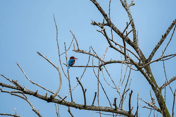 White-throated Kingfisher (Halcyon smyrnensis) bird perched on a bare branch against a blue sky. The bird is vibrant blue and brown and white plumage