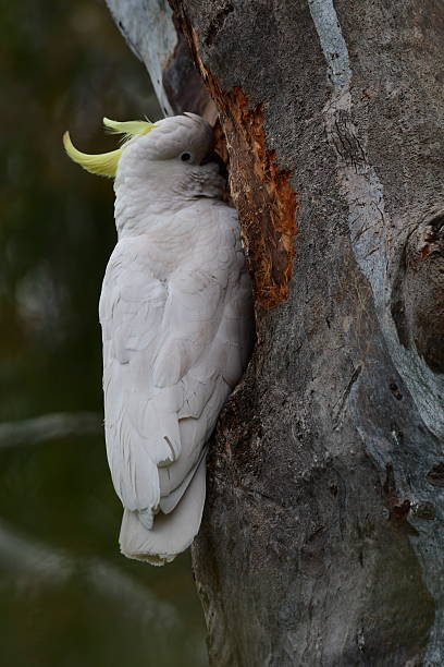 istock Sulphur-crested cockatoo in Australian bush 2237477859