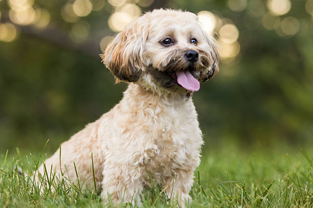 istock Happy Cream-Colored Dog Outdoors 2237478085