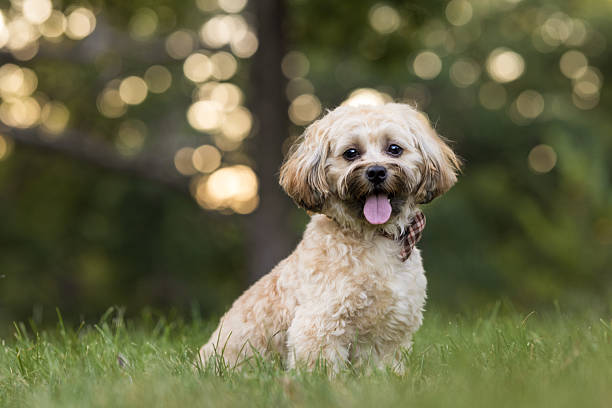 istock Small Cream Dog Sitting on Grass 2237478302