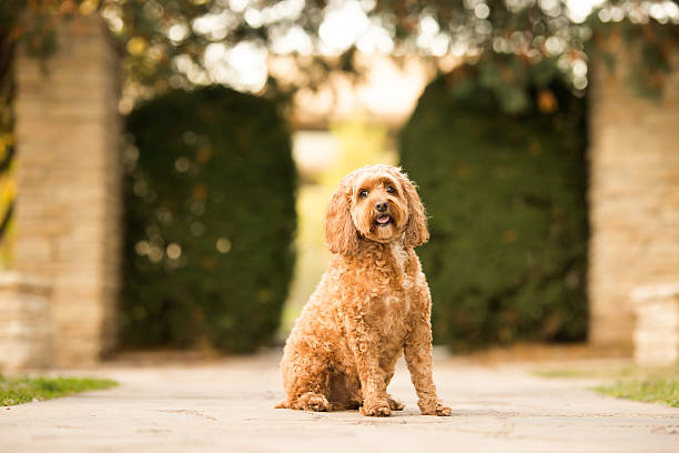 istock Brown Curly Dog Sitting Outdoors 2237479422