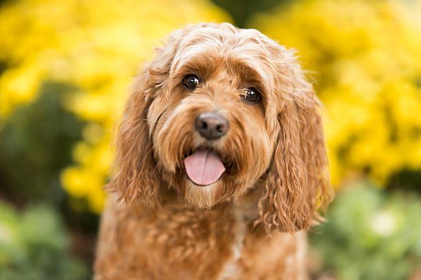 istock Happy Brown Dog with Flowers 2237479524