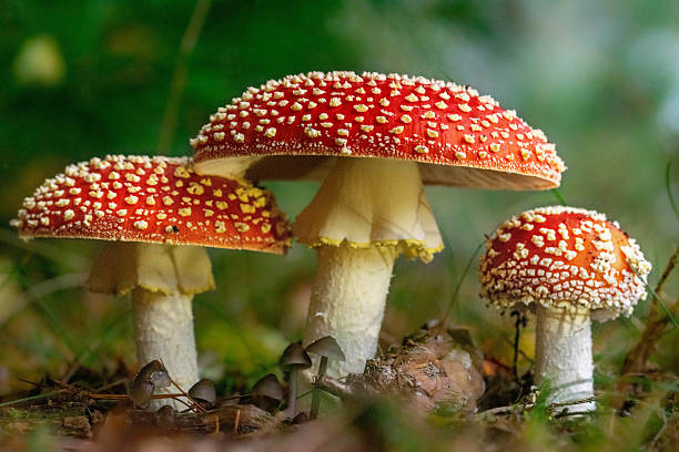 group of three red and white fly agarics in the forest on a dark autumn day. Picture is taken at the Kaapse Bossen, Doorn as a part of national parc Utrechtse Heuvelrug