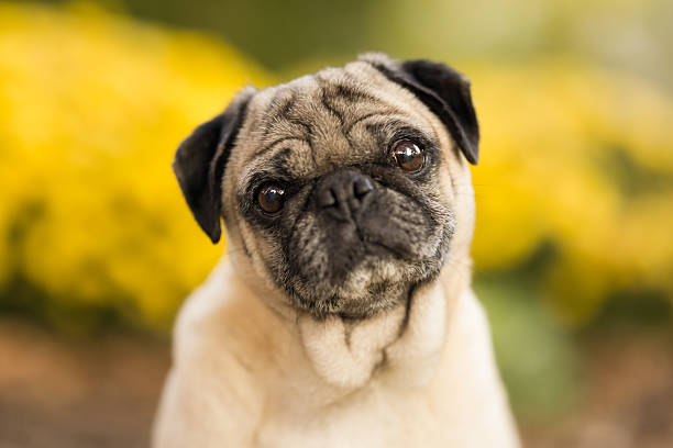 istock Cute Pug Dog Close-Up 2237480097