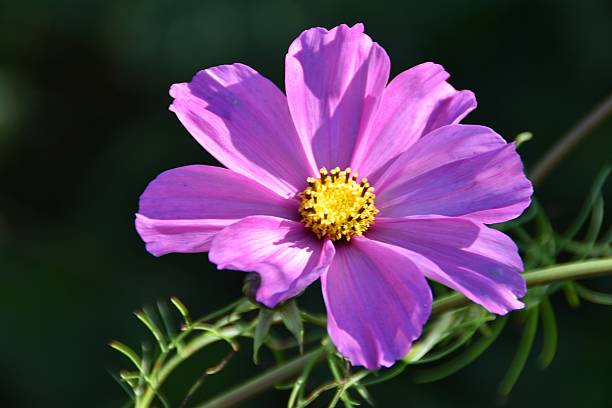 A pretty lilac cosmos flower is blossoming outdoor in late summer.