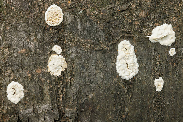 Close up detail of white fungus on European beech (latin Fagus sylvatica) tree bark shot in south-east European forests in Serbian national park Fruska Gora