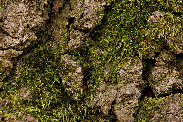 Close up macro photography detail of soft green moss on rough brown textured linden tree (latin Tilia tomentosa) bark