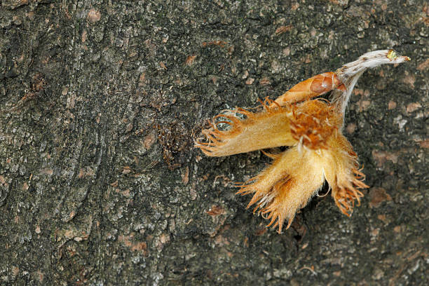 Top view close up of European beech (latin Fagus sylvatica) beechnut and seed on the fallen European beech tree trunk