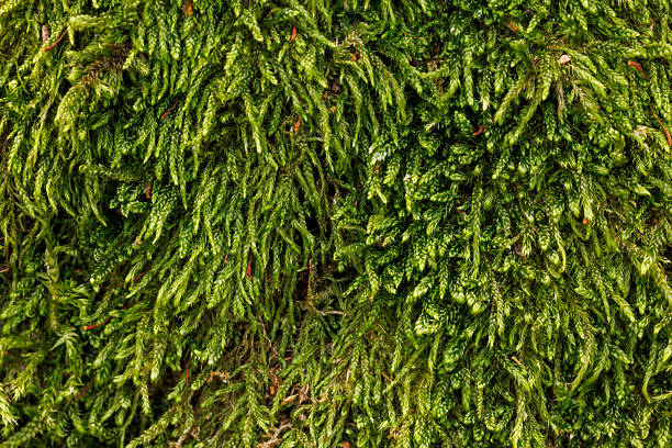 Close up macro photography detail of soft green moss on linden tree (latin Tilia tomentosa) bark abstract background with copy space