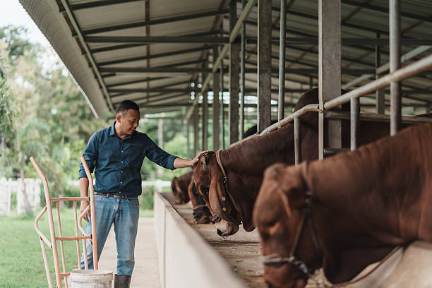 Farmer working at cattle farm, caring for cows in livestock barn. Concept of agriculture, animal husbandry, rural lifestyle, and sustainable farming with focus on livestock care and management.