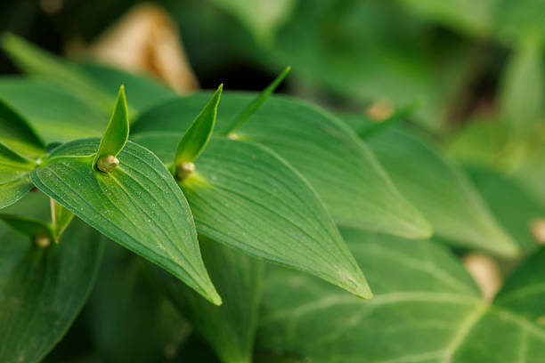Close up macrophotography detail of spineless butcher's-broom, mouse thorn or horse tongue lily (latin Ruscus hypoglossum) shrub leaves and fruit in European forests