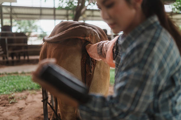 istock Close-up of a transrectal ultrasound the technician scans the cow’s reproductive tract while reading a handheld display to time AI precisely, maintain hygiene and keep traceable breeding records. 2237482488