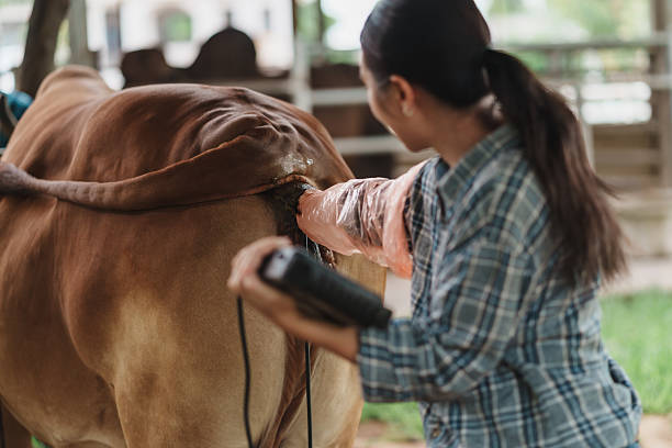 istock A technician performs a transrectal ultrasound on a cow, reading a handheld console to confirm ovarian status and schedule artificial insemination, while following clean SOPs for welfare. 2237482502
