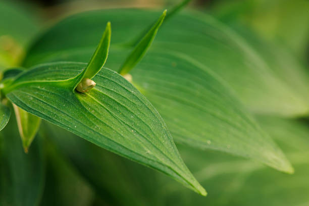 Close up macrophotography detail of spineless butcher's-broom, mouse thorn or horse tongue lily (latin Ruscus hypoglossum) shrub leaves and fruit in European forests