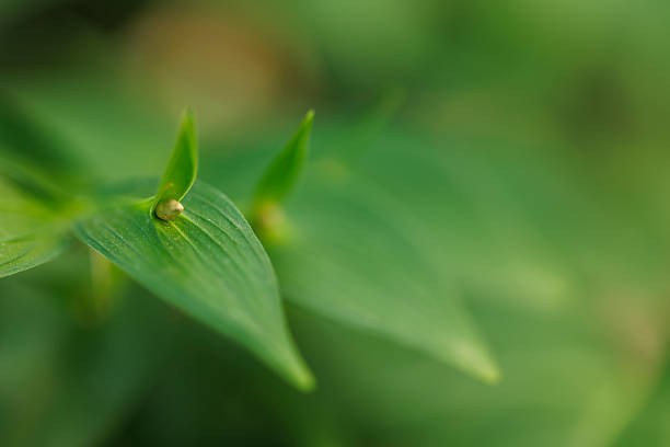 Leaves background