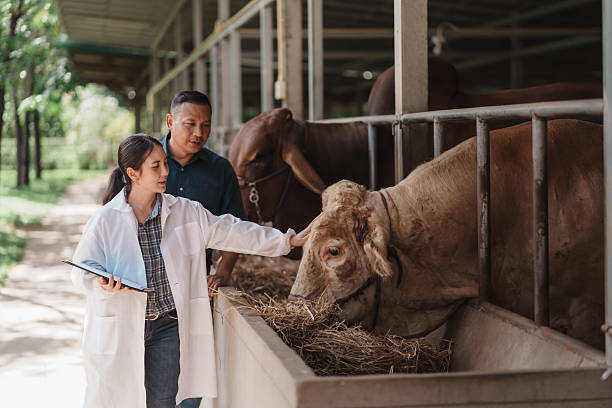 A female veterinarian examines a breeding bull and records notes at a stud farm, checking animal welfare and genetics for semen collection, artificial insemination, and herd improvement.
