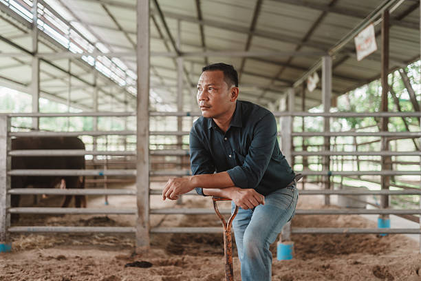 Asian farmer pauses on a shovel inside a cattle barn at a stud farm, supervising operations and breeding bulls to improve herd management, animal welfare, and sustainable livestock production.