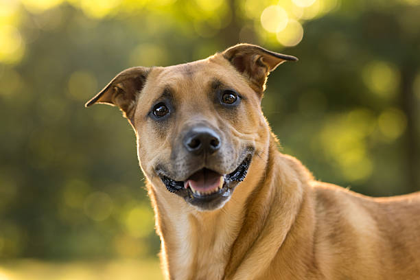 istock Cheerful Brown Dog Portrait 2237482871