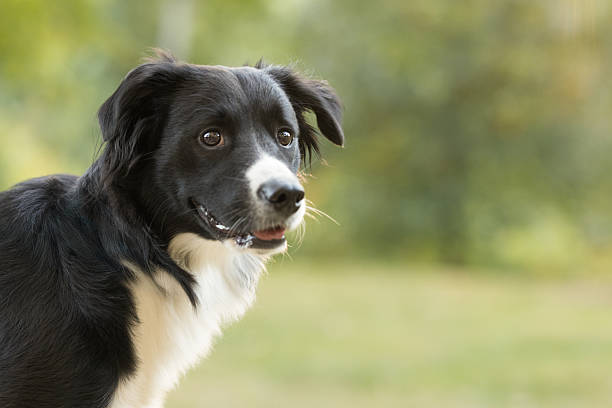Black and white border collie standing in a green park, looking attentive and curious.
