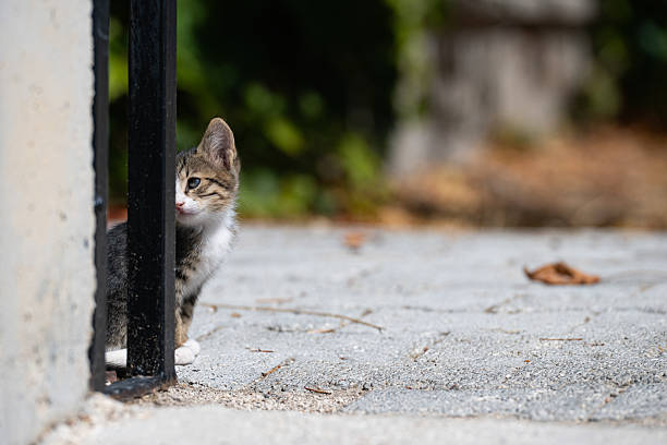 A cute kitten peering curiously from behind an iron fence. Natural and innocent life.