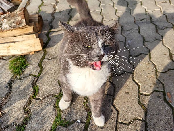 istock Domestic grey cat standing outside with expressive open mouth 2237484632
