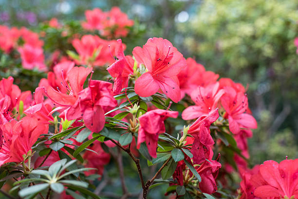 istock Blooming pink azaleas in the garden 2237484796