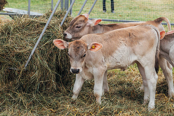 A close-up of two calves—one lying and feeding—inside a small stone-walled enclosure in a rural Himalayan village.