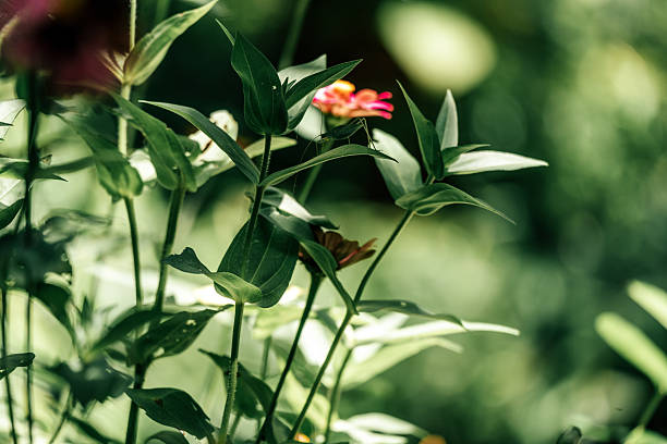 Fresh green foliage captured with shallow depth of field