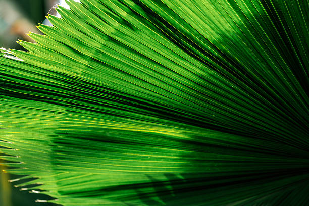 Bright green palm leaf close-up with sunlight filtering through