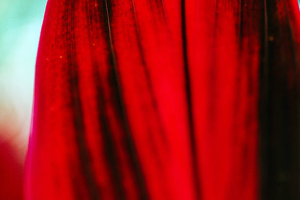 Close-up detail of vibrant red tropical leaves with natural green background