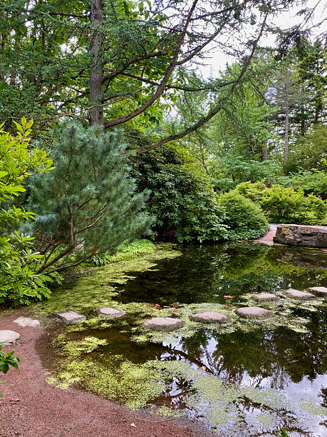 istock Stepping stones across pond in botanical garden 2237487661