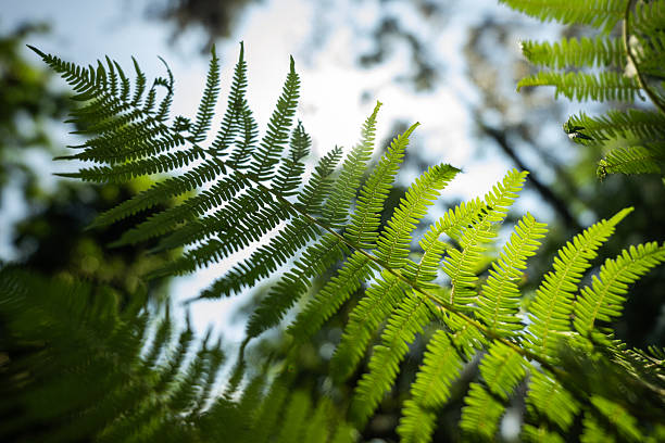 Silhouetted view of fern leaves against a bright blue sky with scattered clouds. The intricate foliage forms a natural frame, capturing the calm and beauty of tropical rainforest canopy.