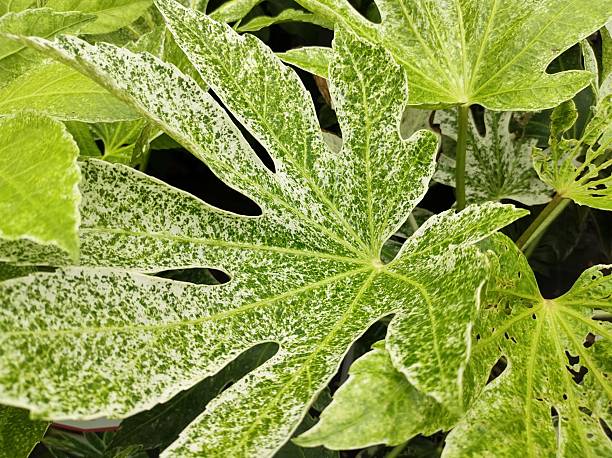 istock Fatsia japonica 'Spider's Web' 2237489795
