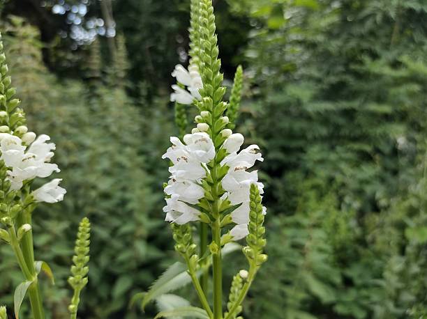 istock Physostegia virginiana 'Crystal Peak White' 2237490365