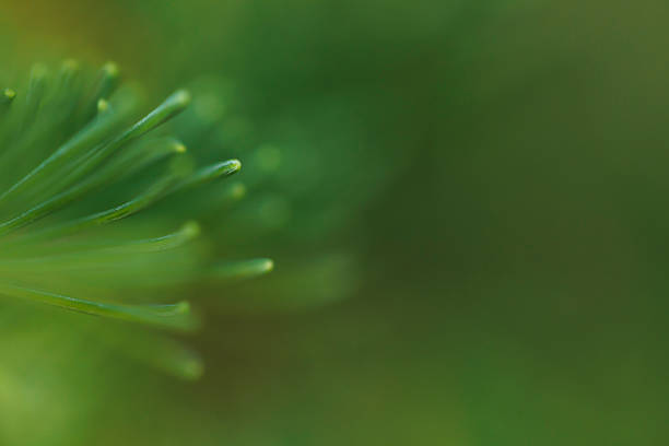 Close up macro photography detail of evergreen coniferous Norway spruce tree (latin Picea abies) twigs with needles