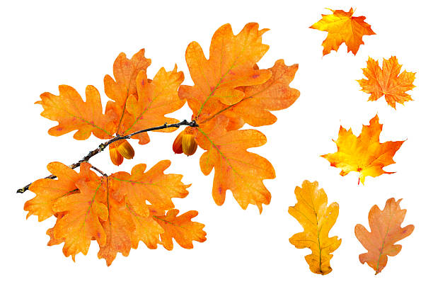 istock Autumn maple and oak leaves with acorns isolated on white background. 2237494045