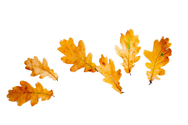 Isolated autumn oak tree leaf on white background