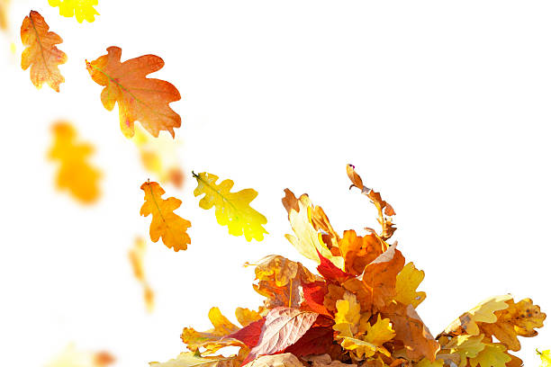 istock Foliage. Falling autumn maple and oak leaves isolated on white background. 2237494071