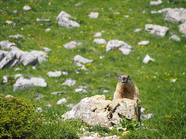 In the Swiss Alps during spring, a marmot peeks out of its burrow, soaking up the sunshine in the beautiful surroundings of alpine meadows. Andrea