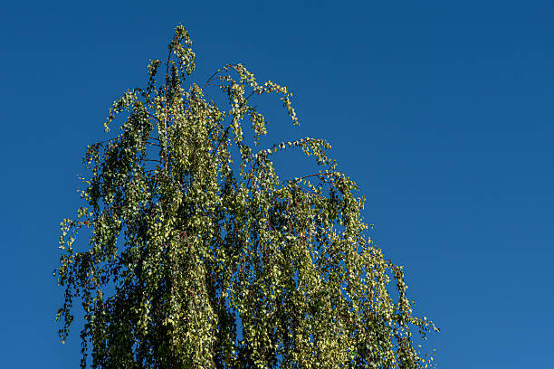 Betula pendula - Silver birch - Birch tree against the sky