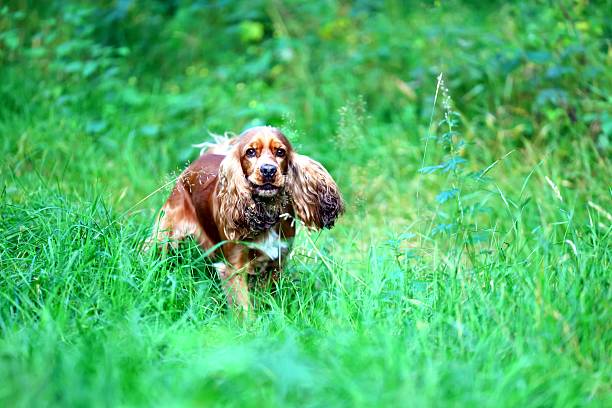 istock Adorable Cocker Spaniel in Lush Green Field 2237497834