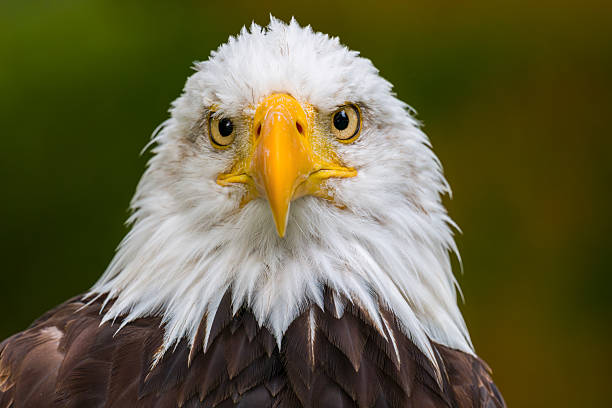 istock Bald eagle. Haliaeetus leucocephalus headshot close up. Majestic bald eagle portrait. 2237498205